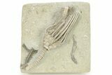 Fossil Crinoid (Macrocrinus) - Crawfordsville, Indiana #263075-1